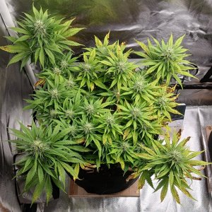 Viparspectra Grow 11 March 2023 Zkittlez.jpg