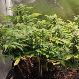 Viparspectra Grow 11 March 2023 Zkittlez 1.jpg