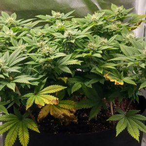 Viparspectra Grow 12 March 2023 Blueberry 1.jpg