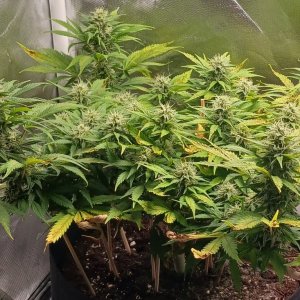 Viparspectra Grow 12 March 2023 Zkittlez 1.jpg