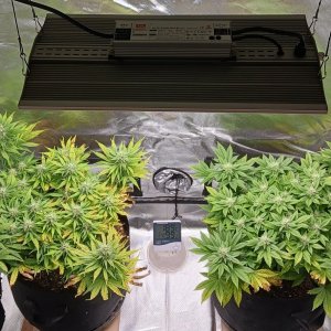 Viparspectra Grow 13 March 2023.jpg