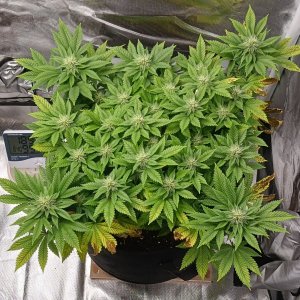 Viparspectra Grow 13 March 2023 Blueberry.jpg