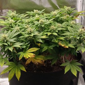 Viparspectra Grow 13 March 2023 Blueberry 1.jpg