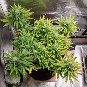 Viparspectra Grow 13 March 2023 Zkittlez.jpg