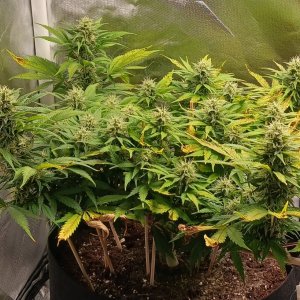 Viparspectra Grow 13 March 2023 Zkittlez 1.jpg