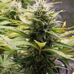 Viparspectra Grow 13 March 2023 Zkittlez bud.jpg