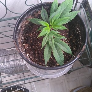 GG4 clone