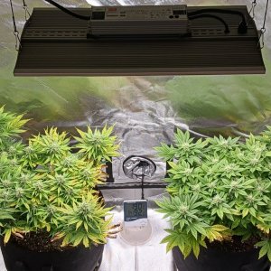 Viparspectra Grow 14 March 2023.jpg