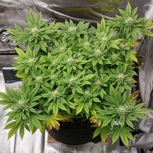 Viparspectra Grow 14 March 2023 Blueberry.jpg