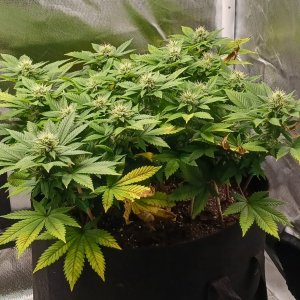 Viparspectra Grow 14 March 2023 Blueberry 1.jpg