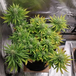 Viparspectra Grow 14 March 2023 Zkittlez.jpg