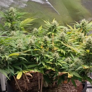 Viparspectra Grow 14 March 2023 Zkittlez 1.jpg