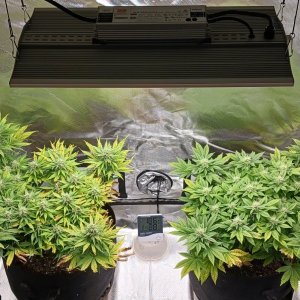 Viparspectra Grow 15 March 2023.jpg