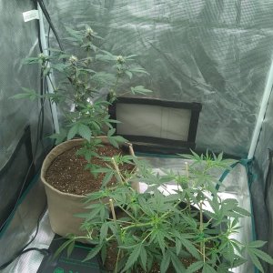 2x2 tent