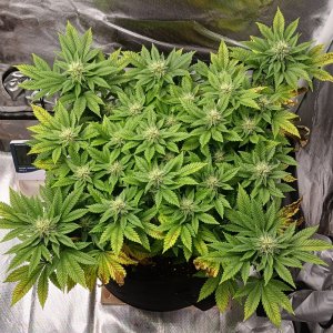 Viparspectra Grow 15 March 2023 Blueberry.jpg