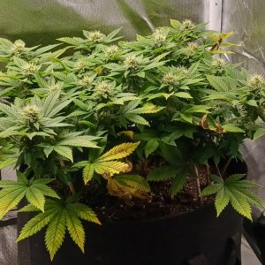 Viparspectra Grow 15 March 2023 Blueberry 1.jpg