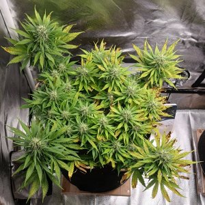 Viparspectra Grow 15 March 2023 Zkittlez.jpg