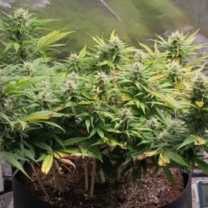 Viparspectra Grow 15 March 2023 Zkittlez 1.jpg