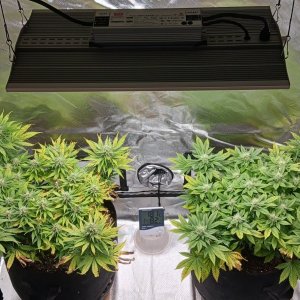 Viparspectra Grow 16 March 2023.jpg