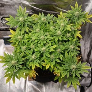 Viparspectra Grow 16 March 2023 Blueberry.jpg