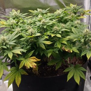 Viparspectra Grow 16 March 2023 Blueberry 1.jpg