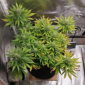 Viparspectra Grow 16 March 2023 Zkittlez.jpg