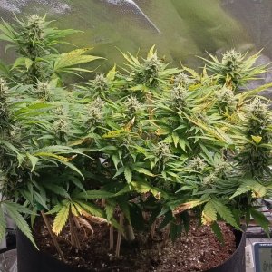 Viparspectra Grow 16 March 2023 Zkittlez 1.jpg