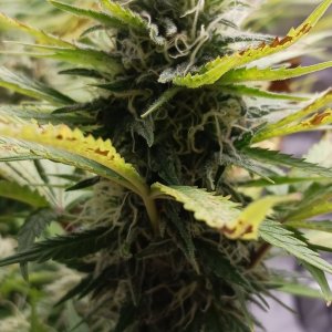 Viparspectra Grow 16 March 2023 Zkittlez bud.jpg