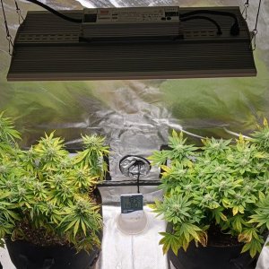 Viparspectra Grow 17 March 2023.jpg