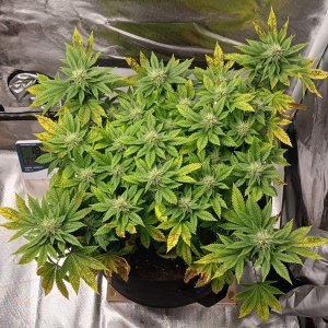 Viparspectra Grow 17 March 2023 Blueberry.jpg