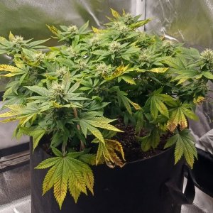 Viparspectra Grow 17 March 2023 Blueberry 1.jpg