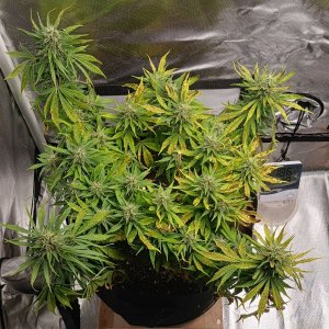 Viparspectra Grow 17 March 2023 Zkittlez.jpg