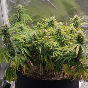 Viparspectra Grow 17 March 2023 Zkittlez 1.jpg