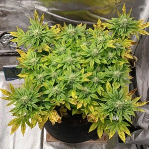 Viparspectra Grow 18 March 2023 Blueberry.jpg