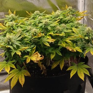 Viparspectra Grow 18 March 2023 Blueberry 1.jpg