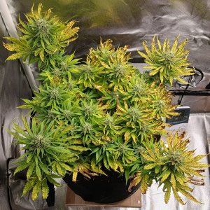 Viparspectra Grow 18 March 2023 Zkittlez.jpg