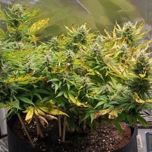 Viparspectra Grow 18 March 2023 Zkittlez 1.jpg