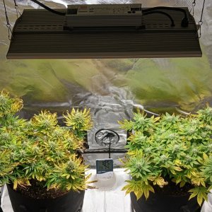 Viparspectra Grow 19 March 2023.jpg