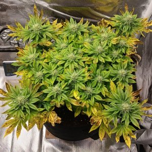 Viparspectra Grow 19 March 2023 Blueberry.jpg