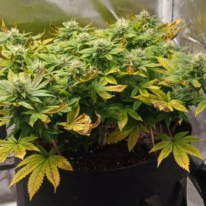 Viparspectra Grow 19 March 2023 Blueberry 1.jpg