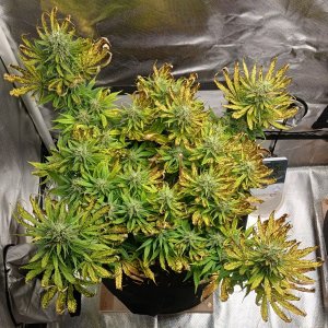 Viparspectra Grow 19 March 2023 Zkittlez.jpg