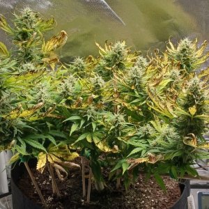 Viparspectra Grow 19 March 2023 Zkittlez 1.jpg