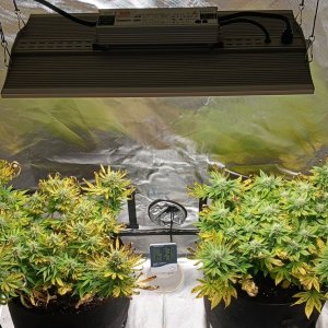 Viparspectra Grow 20 March 2023.jpg