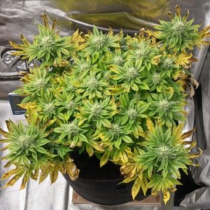 Viparspectra Grow 20 March 2023 Blueberry.jpg