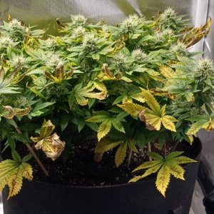 Viparspectra Grow 20 March 2023 Blueberry 1.jpg