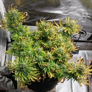 Viparspectra Grow 20 March 2023 Zkittlez.jpg