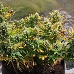 Viparspectra Grow 20 March 2023 Zkittlez 1.jpg