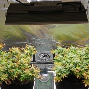 Viparspectra Grow 21 March 2023.jpg