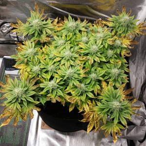 Viparspectra Grow 21 March 2023 Blueberry.jpg