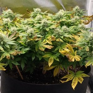 Viparspectra Grow 21 March 2023 Blueberry 1.jpg